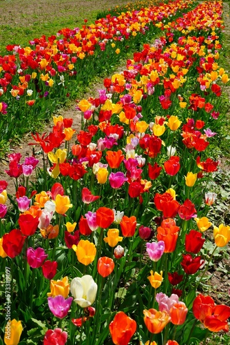 Field of colorful tulip flowers in bloom in the spring in Austria
