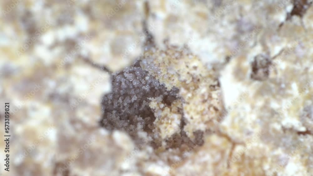 Cheese Production, Aged Rind With Mites Colony On Mimolette - Macro Close Up Cheese Production, Aged Rind With Mites Colony On Mimolette - Macro Close Up
