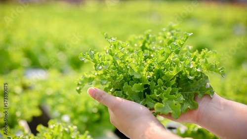 Close-up image of a woman's hands holding a fresh organic salad vegetable, picking or harvesting
