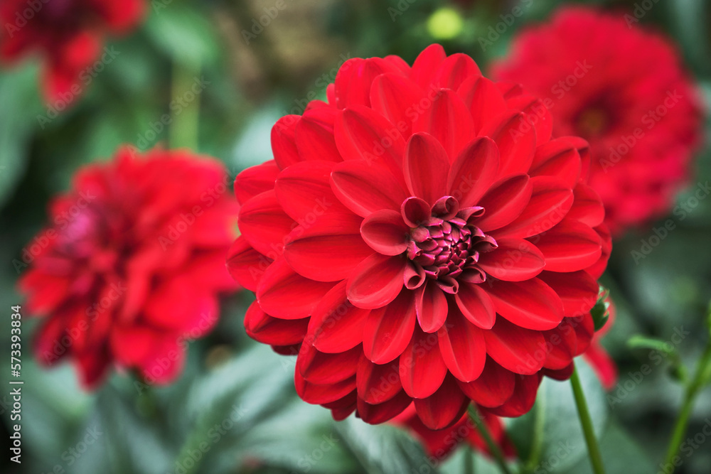 red dahlia flower in garden red dahlia flower in garden