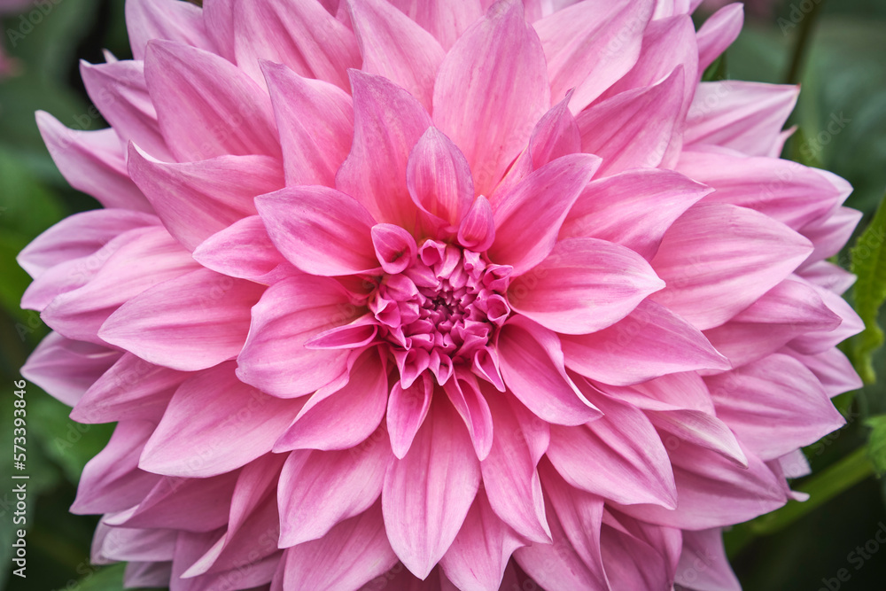 close up of flower close up of flower