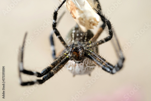 Cyrtophora moluccensis is a species of spider in the Araneidae family. Macro shot