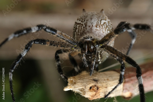 Cyrtophora moluccensis is a species of spider in the Araneidae family. Macro shot © mualtry002