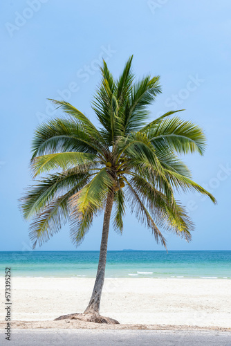 A lean coconut tree on Thung Wua Laen beach in Chumphon, Thailand during a sunny day
