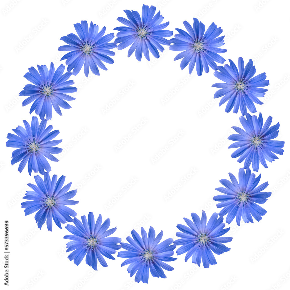 Blue chicory flowers round frame isolated on transparent background. Top view. Flat lay.