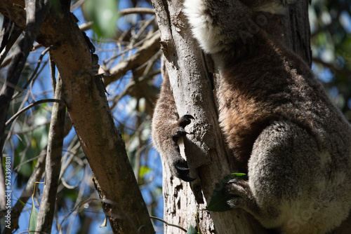 Canvas Print Koala's (Phascularctos cinereous) sharp claws.