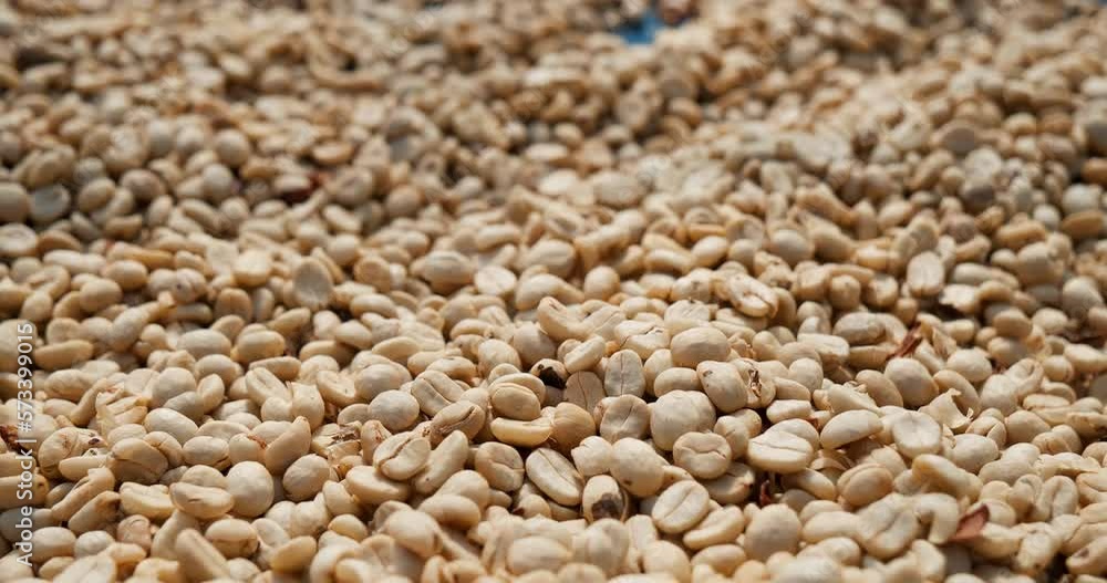 Raw coffee beans heap dry green seed unroasted grain in eco farm. Aroma espresso farm plant coffee bean agriculture objects. Sun dried Freshness Arabica processing harvest black coffee Raw coffee beans heap dry green seed unroasted grain in eco farm. Aroma espresso farm plant coffee bean agriculture objects. Sun dried Freshness Arabica processing harvest black coffee