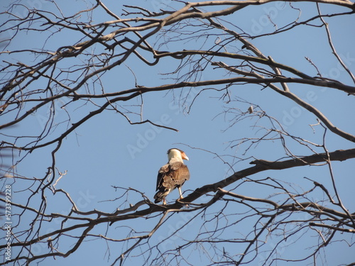 ave, natureza, fauna, animais, Caracara plancus, Falconidae, Falconiformes