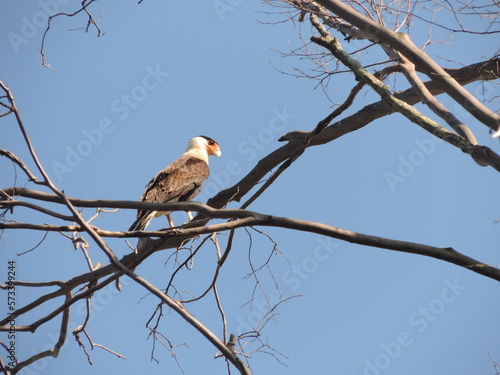 Принти на полотні Gavião carijó, Falconidae, Falconiformes, Caracara plancus
