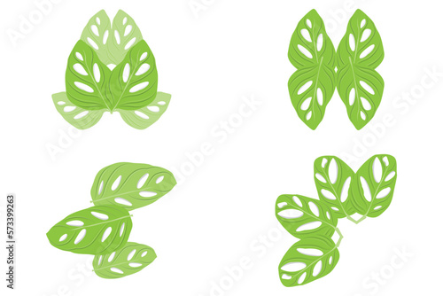 Monstera adansonii Leaf Logo, Green Plant Vector, Tree Vector, Rare Leaf Illustration © Arya19