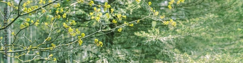 flowering tree grow in the spring forest. blurred greenery background. panorama. © Mr Twister