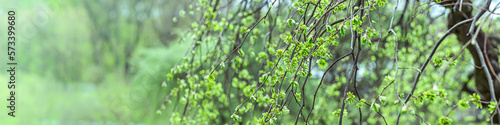 forest trees with young green leaves on blurred greenery background. panoramic view.
