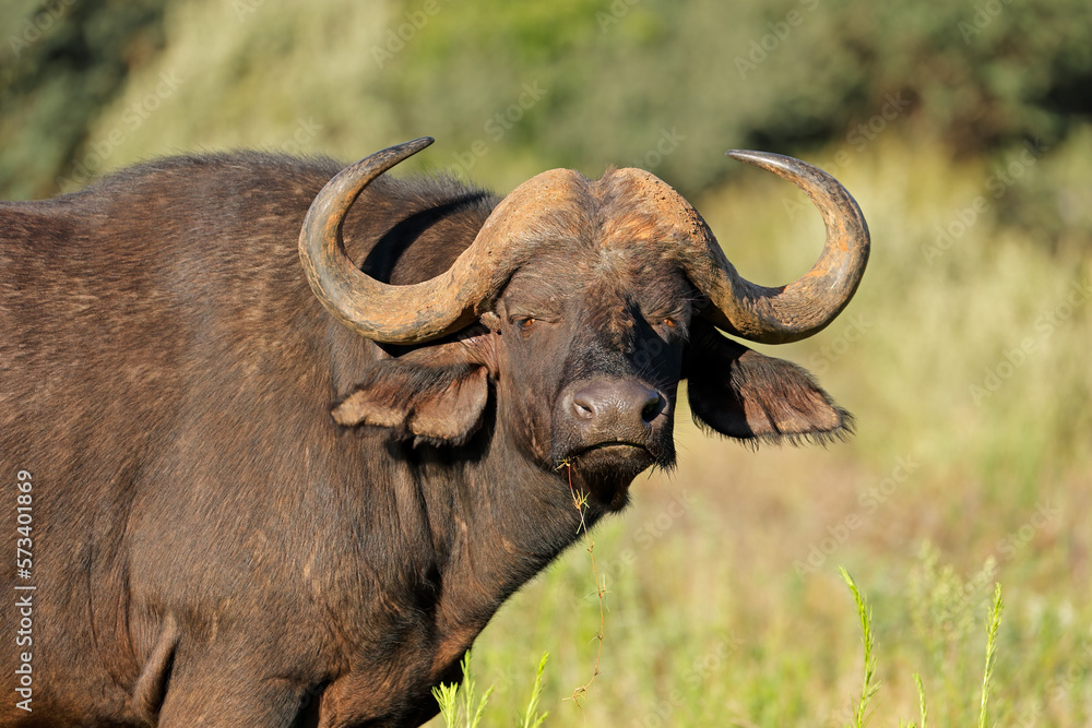 Portrait of an African or Cape buffalo (Syncerus caffer), Mokala National Park, South Africa. Portrait of an African or Cape buffalo (Syncerus caffer), Mokala National Park, South Africa.
