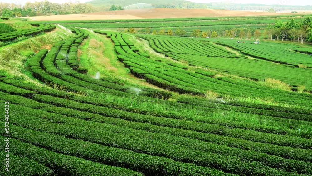 Green tea tree field Garden water hose landscape. Organic farm tender bud herbal Green tea tree in camellia sinensis watering. Close up Fresh Tree tea plantation mountain green nature in herbal farm Green tea tree field Garden water hose landscape. Organic farm tender bud herbal Green tea tree in camellia sinensis watering. Close up Fresh Tree tea plantation mountain green nature in herbal farm