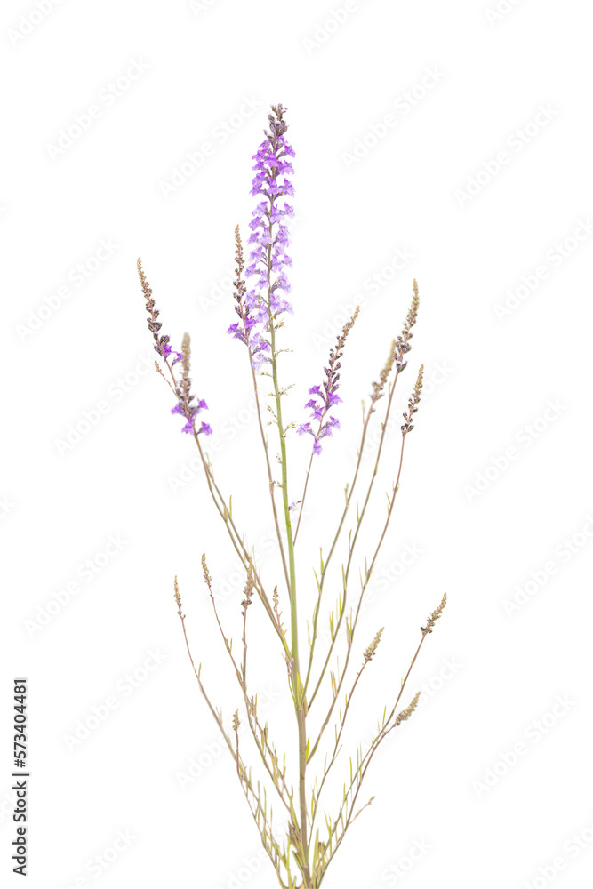Naklejka premium Cutout of an isolated bunch of purple wildflowers with the transparent png 
