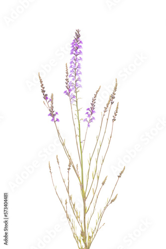 Cutout of an isolated bunch of purple wildflowers with the transparent png 