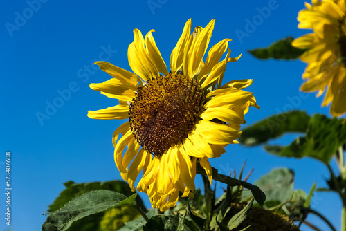 Common sunflower during a beautiful and sunny summer day. 