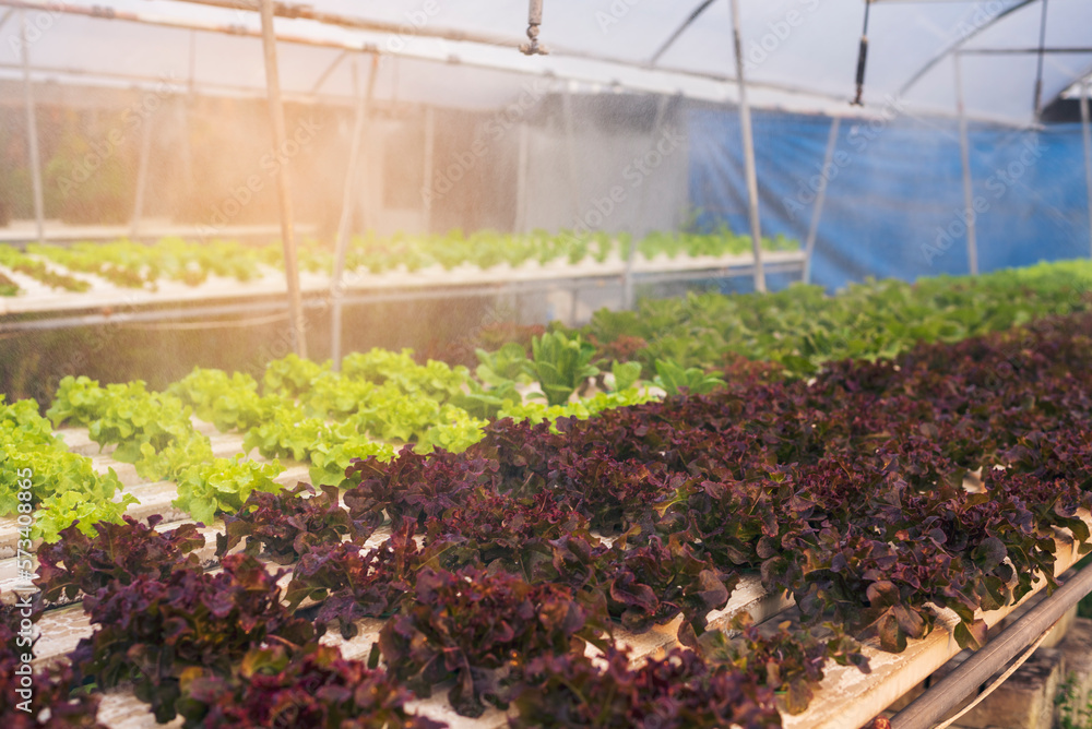 Fototapeta premium Salad farm vegetable red oak lettuce. Close up fresh organic hydroponic vegetable plantation produce red green salad hydroponic cultivate farm. Red oak lettuce salad in green Organic plantation Farm.