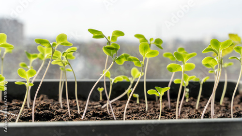 Melon seedlings in a tray, Sprouted seedlings are planted on black tray in the greenhouse.