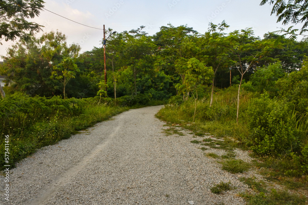 a road made up of gravel in the middle of a lush wilderness in the afternoon	