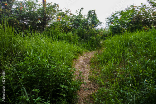 a small simple dirt path in the middle of the lush wilderness	