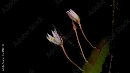 Kadupul, Epiphyllum oxypetalum, the Dutchman's pipe cactus, princess of the night or queen of the night blooming Timelapse