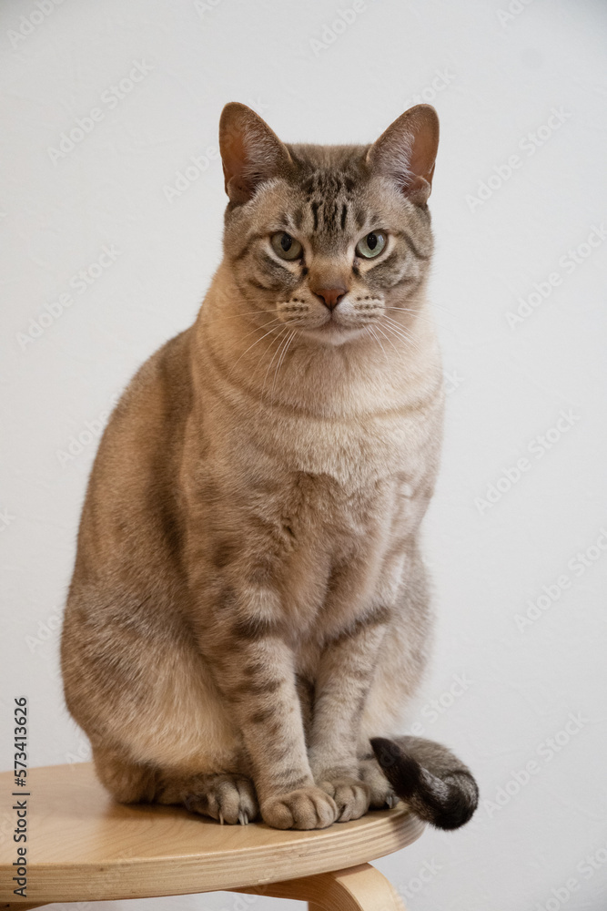 Fototapeta premium Chocolate spotted Australian Mist Cat on a stool 