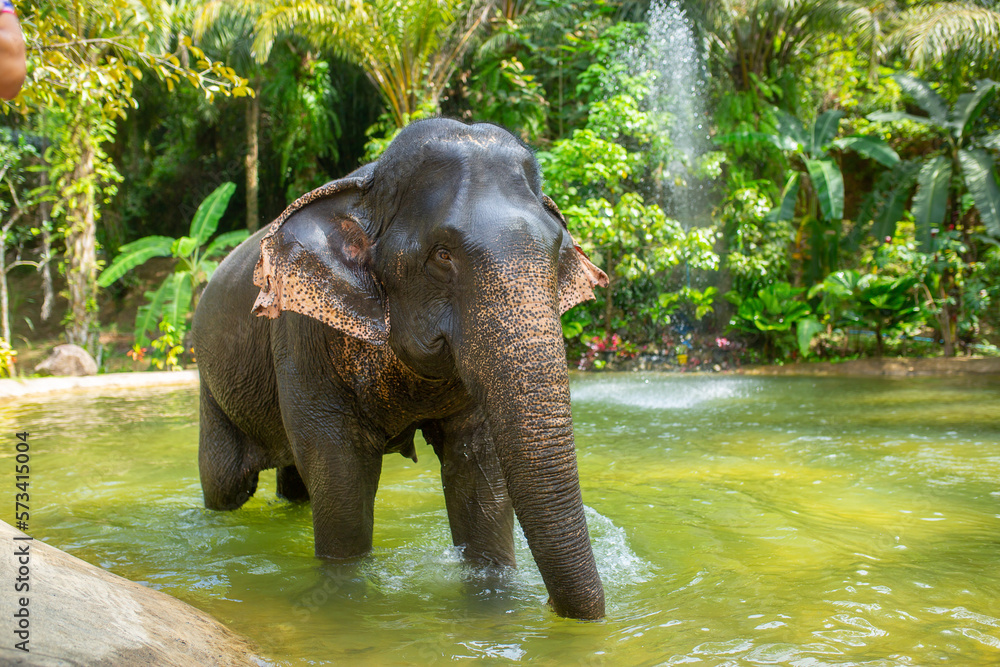 Fototapeta premium Bathing elephants in the jungle. Baby elephant splashes in the lake close-up.