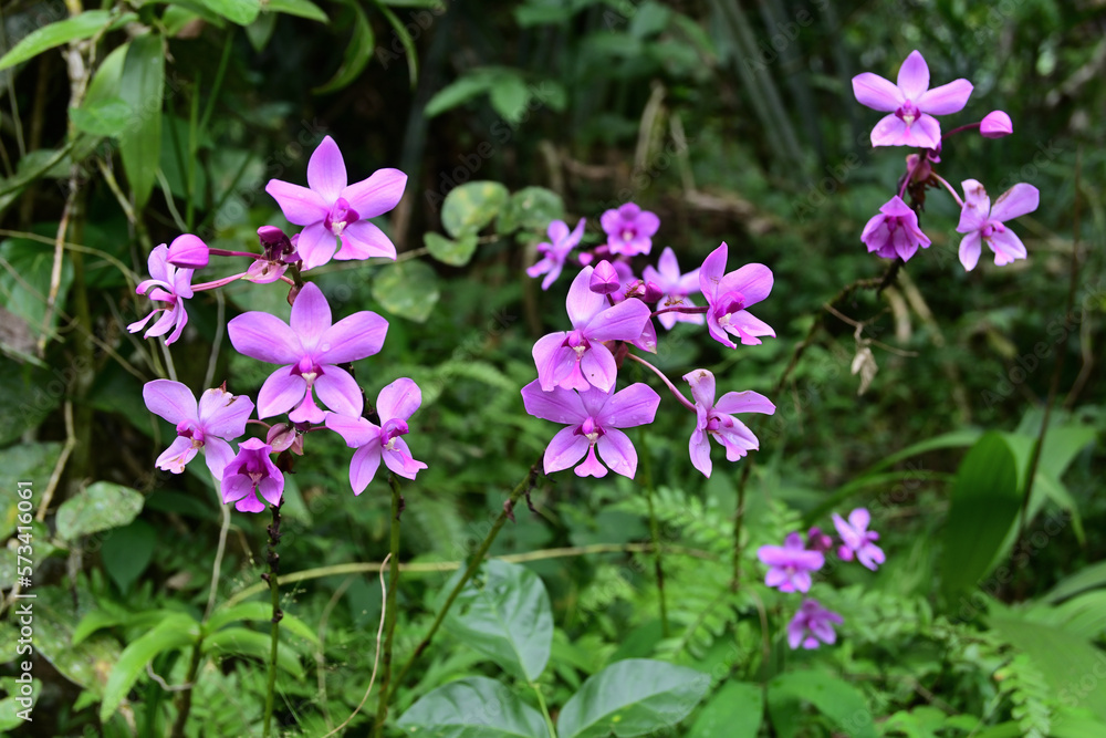 Few clusters of purple ground orchid flowers with water drops on the petals Few clusters of purple ground orchid flowers with water drops on the petals