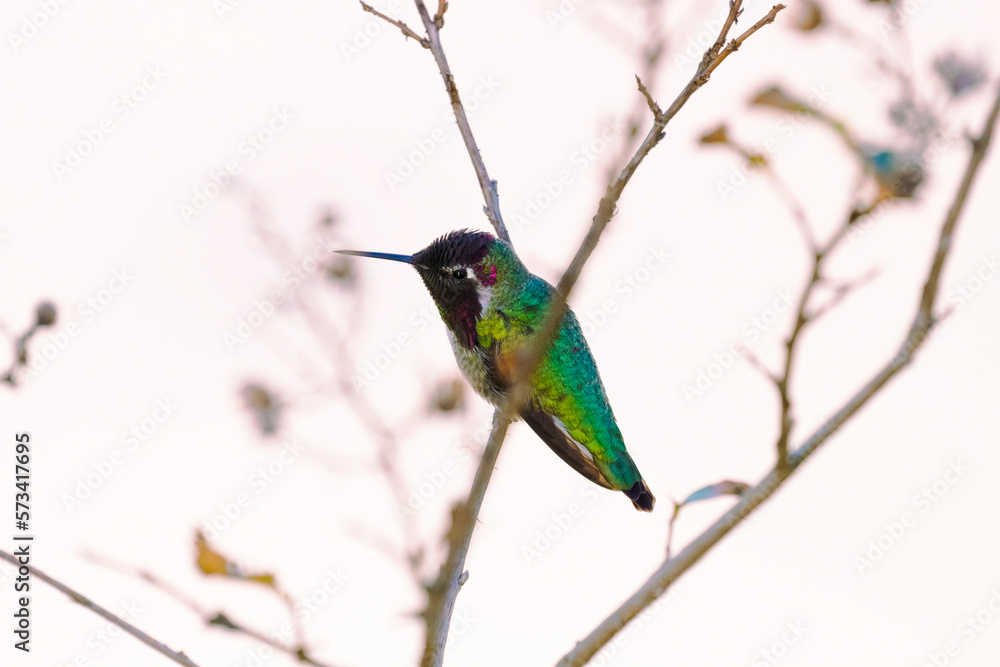 Fototapeta premium Anna's Hummingbird, Hummingbirds, purple color., small birds, wild birds