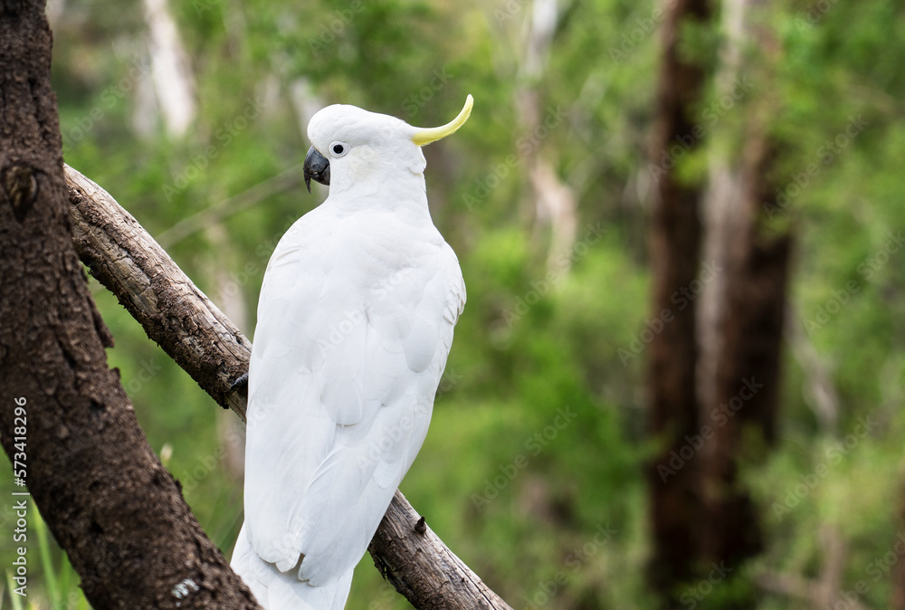 Fototapeta premium white cockatoo parrot