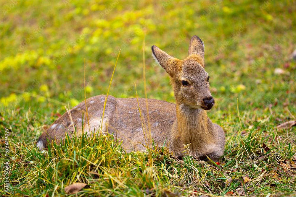 Fototapeta premium Beautiful sika deer in the autumn forest against the background of colorful foliage of trees. Fairy forest autumn landscape with wild animals.