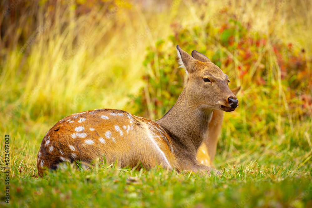 Fototapeta premium Beautiful sika deer in the autumn forest against the background of colorful foliage of trees. Fairy forest autumn landscape with wild animals.