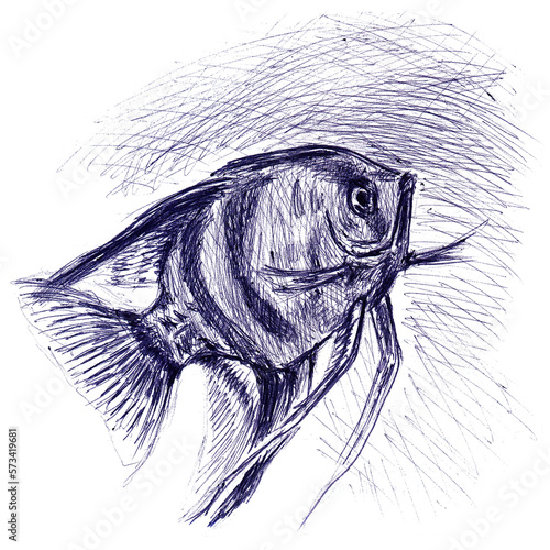Aquarium fish Scalaria closeup . Hand drawn sketch with ballpoint pen on paper texture. Isolated on white. Bitmap
