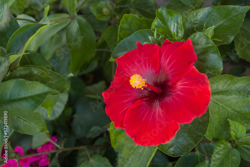 Hawaiian hibiscus, Hibiscus rosa-sinensis, Crimsoneyed rosemallow