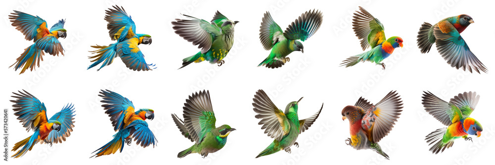 set of colorful birds
