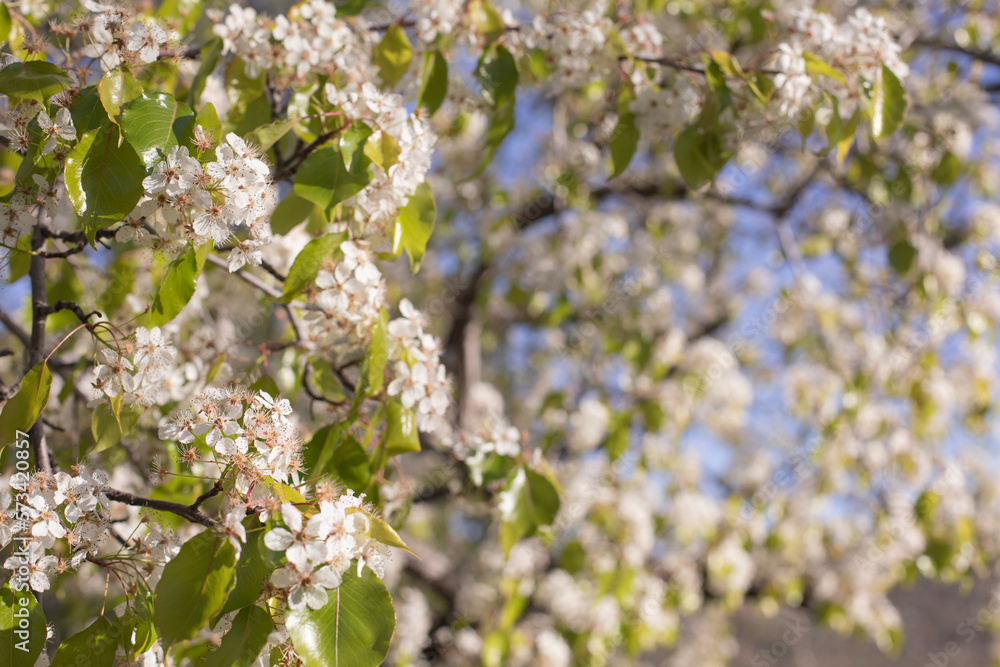 Blooming spring tree Blooming spring tree