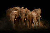 Amazing African elephants with dust and sand. A large animal runs towards the camera. Wildlife scene. Loxodonta africana
