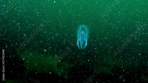 Ctenophora Mnemiopsis, Sea Gooseberry, is a marine inhabitant. Mnemiopsis Ctenophora are light, transparent, with skirt-blades. photo
