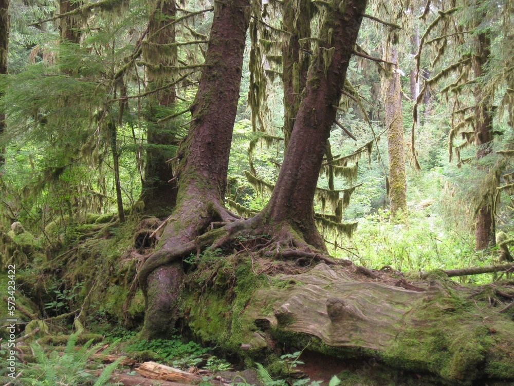 Cute Tree Couple - Roots Growing Over Each Other Cute Tree Couple - Roots Growing Over Each Other