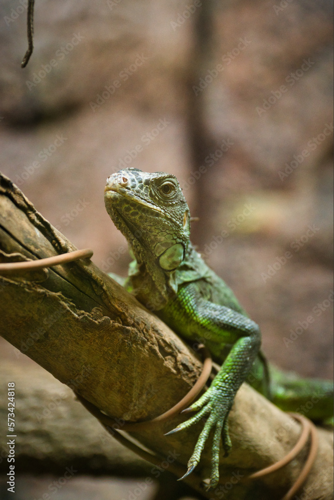 Obraz premium Green iguana, is an arboreal lizard from Central and South America. inside the Chapultepec zoo