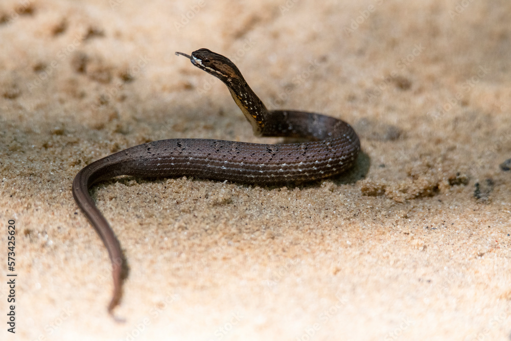 Fototapeta premium snake in the sand