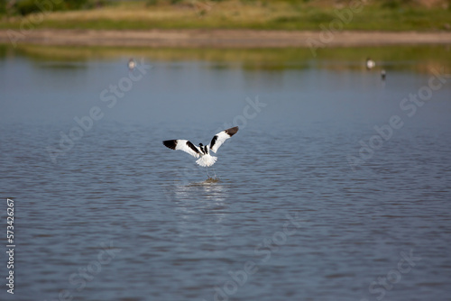 large black and white water bird, Pied Avocet, Recurvirostra avosetta © kenan
