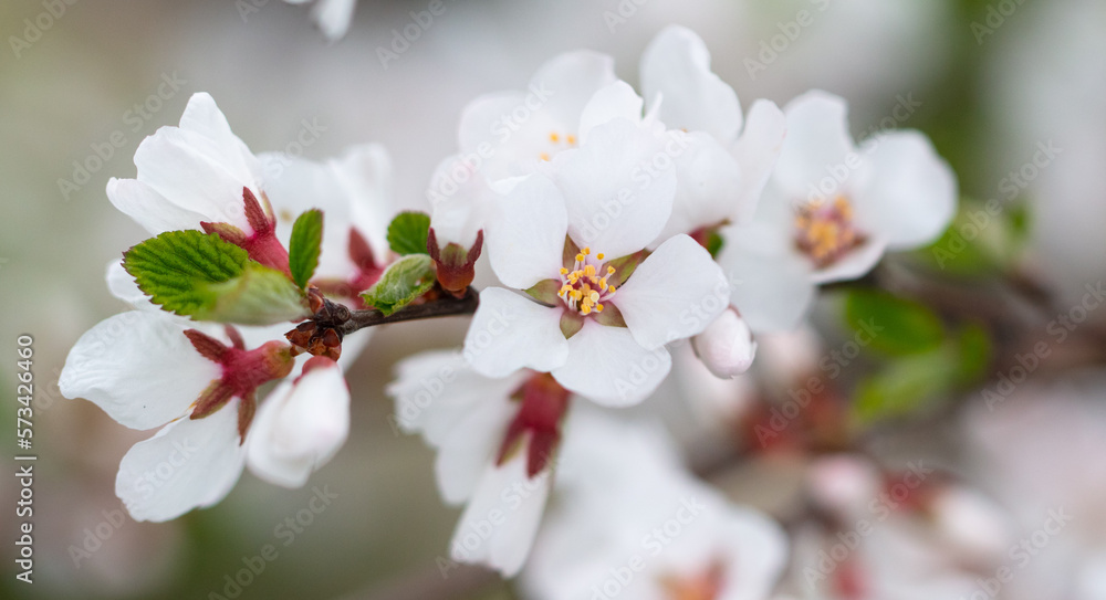 Flowers on a cherry tree in spring. Flowers on a cherry tree in spring.