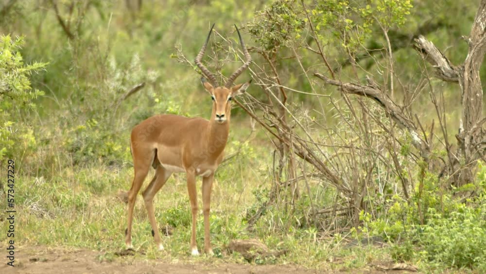 Impala Looking At The Camera In Tsavo National Park, Kenya. - close up Impala Looking At The Camera In Tsavo National Park, Kenya. - close up