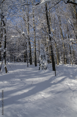 Zima w Bieszczadzkim lesie  © wedrownik52