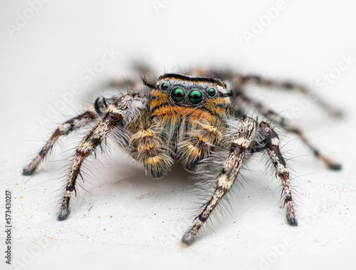 Jumping spider on white background. Spider of the genus phidippus.