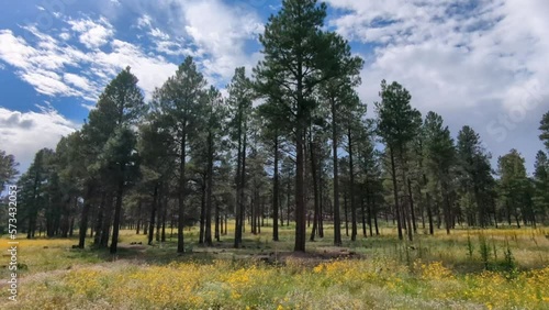 a video footage forest in the mountains of arizona, flagstaff in the spring, sunny day
