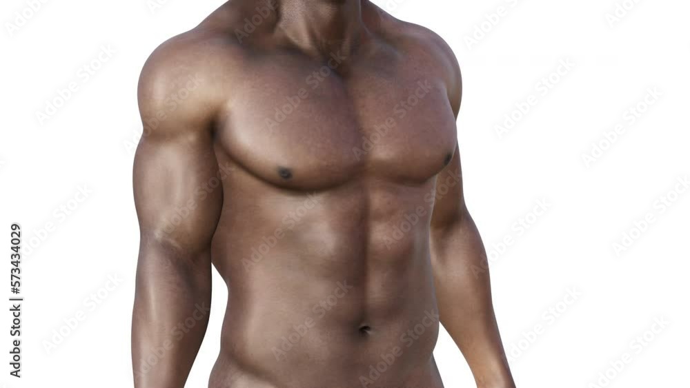 3d render. Male torso spinning on a white background. A fat man becomes thin. 3d render. Male torso spinning on a white background. A fat man becomes thin.
