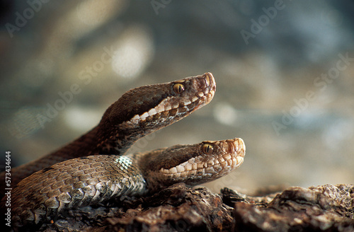 Vipera comune (Vipera aspis) Viper aspide